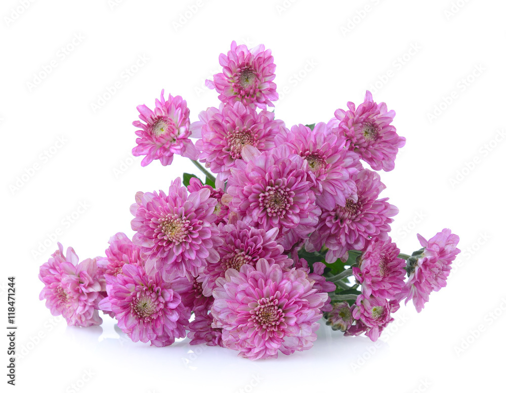 chrysanthemums on white background