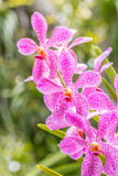 Purple Mokara orchid.
