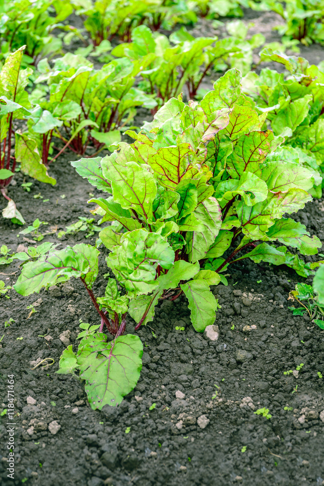 Red beets plants from close in open field Red beets plants from close in open field