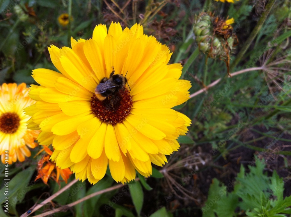 Bee on yellow flower Bee on yellow flower