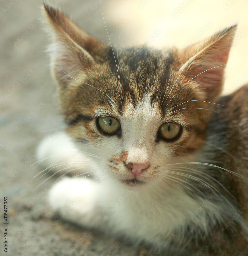 fluffy kitten