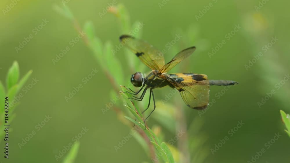 common picture wing butterfly is resting on plant tip under gently wind condition common picture wing butterfly is resting on plant tip under gently wind condition
