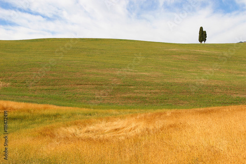 Landscape Background - Wheat field with blue Sky and Clouds