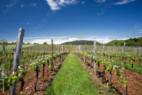 Vineyard Landscape in Spring