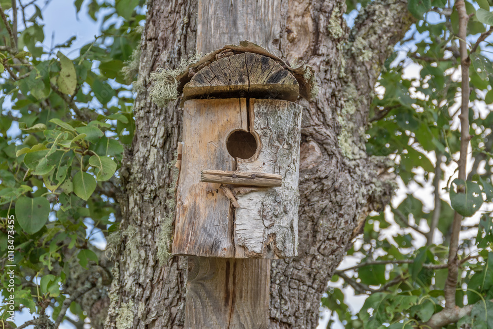 abris pour oiseaux sur un tronc d'arbre