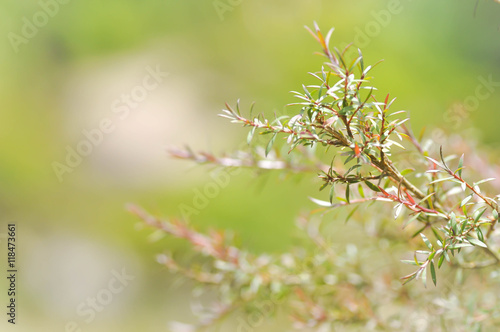 Melaleuca bracteata or weeping willow