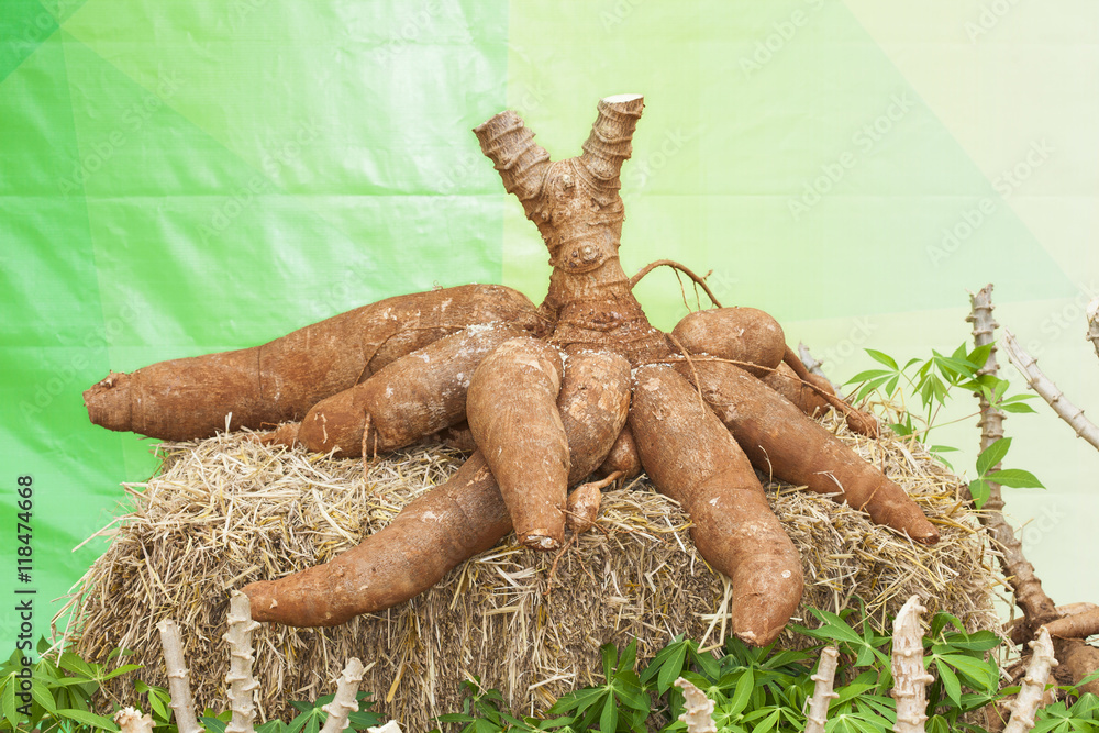 Fototapeta premium Cassava on the floor