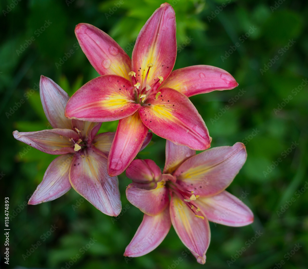 Pink lily in a
