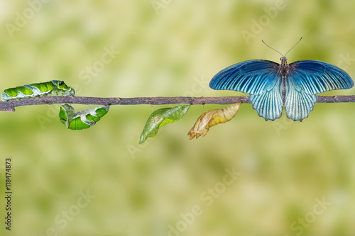 Sticker Life cycle of male great mormon butterfly from caterpillar