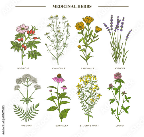 Medicinal herbs.