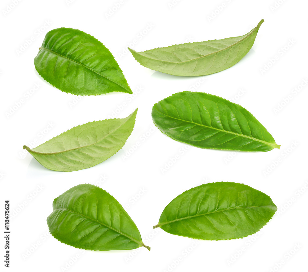 Fototapeta premium green tea leaf isolated on white