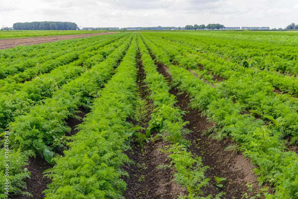 Large field with carrot plants at a vegetable farm