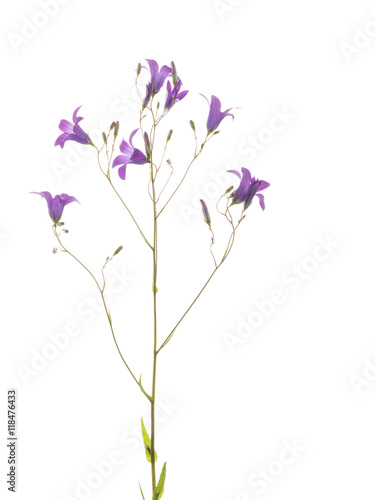 Flowers wild lilac bells
