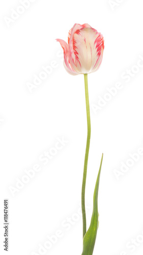Spring tulip on white background