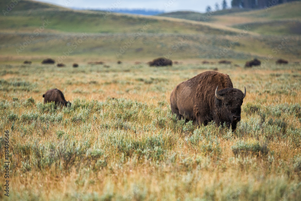 bison in grasslands of Yellowstone National Park in Wyoming