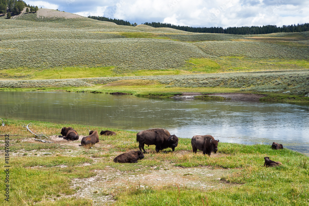 bison in grasslands of Yellowstone National Park in Wyoming bison in grasslands of Yellowstone National Park in Wyoming