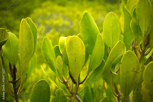 close up mangrove leaf