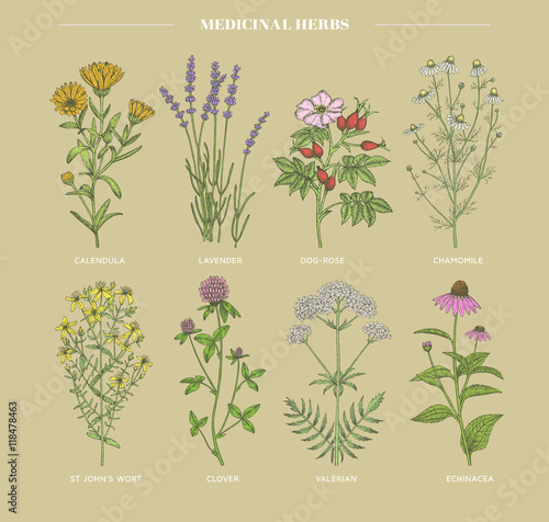 Medicinal herbs.