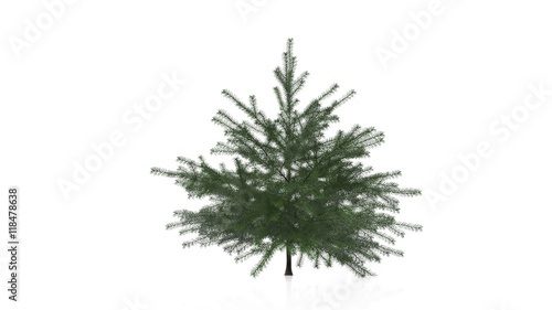 Small evergreen tree, coniferous plant isolated on white background © freestyle_images