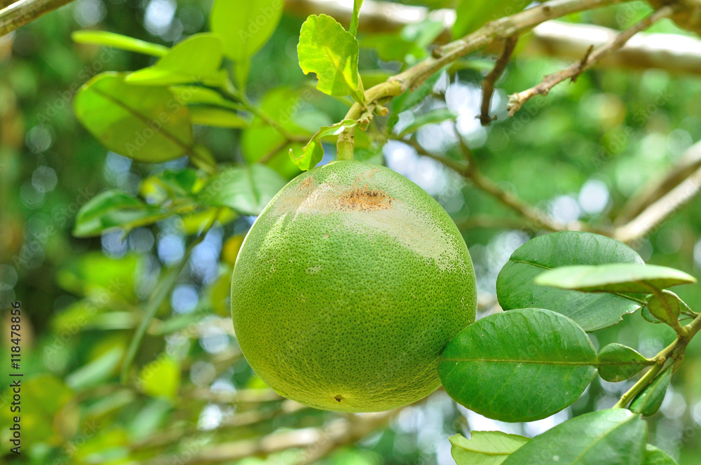 Closeup of Pomelo fruit on tree in garden, Citrus maxima Closeup of Pomelo fruit on tree in garden, Citrus maxima