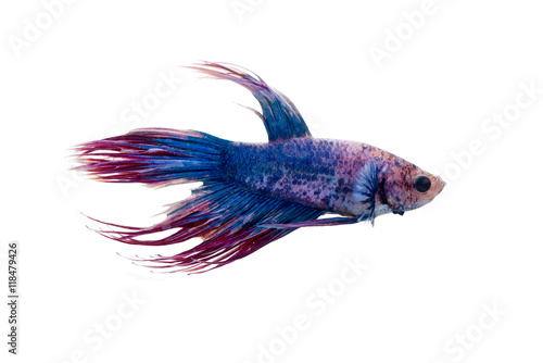 Capture the moving moment of Siamese fighting fish (Betta splendens), isolated on white background