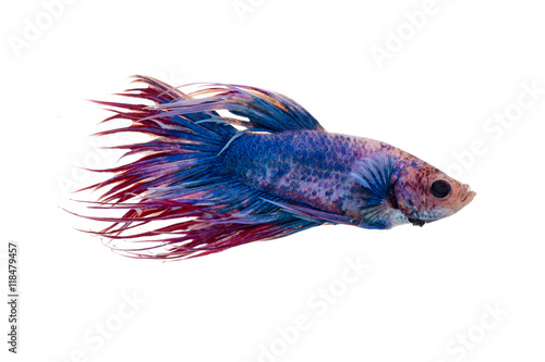 Capture the moving moment of Siamese fighting fish (Betta splendens), isolated on white background