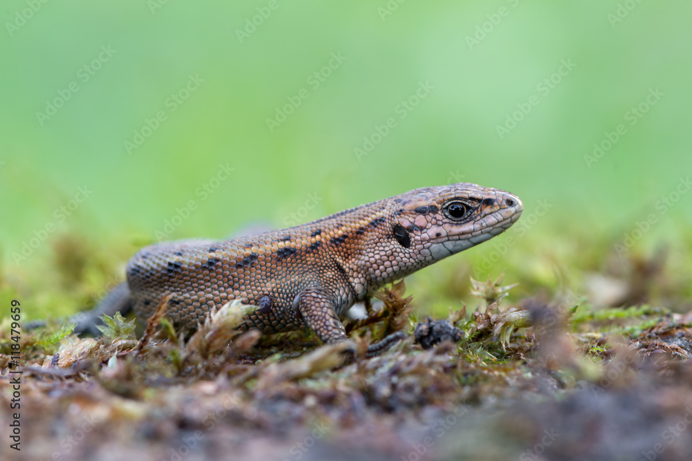 Naklejka premium Viviparous lizard - Zootoca vivipara