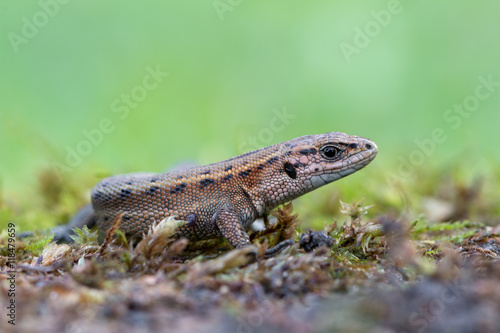 Viviparous lizard - Zootoca vivipara