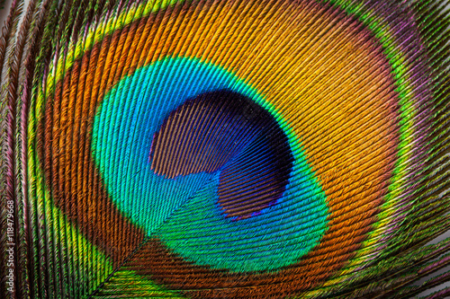 Peacock feather close up © Dmitry Rukhlenko