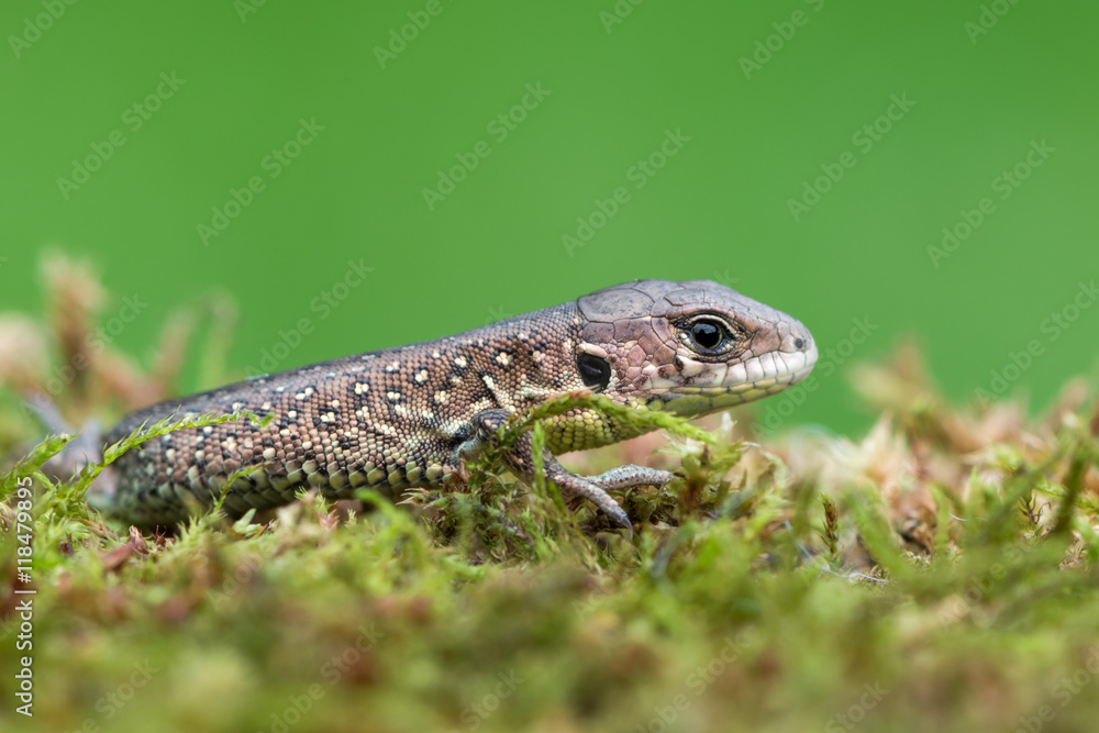 Naklejka premium Sand lizard - Lacerta agilis