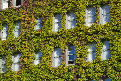 Fototapeta Naklejka Na Ścianę i Meble -  Windows Covered With Vines