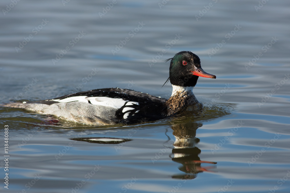 A single male Red-Breasted Merganser (mergus serrator) A single male Red-Breasted Merganser (mergus serrator)