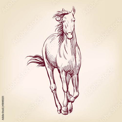 horse hand drawn vector llustration sketch