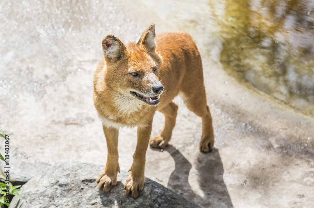 Dhole - Asian canine in Ranua Zoo, Lapland, Finland