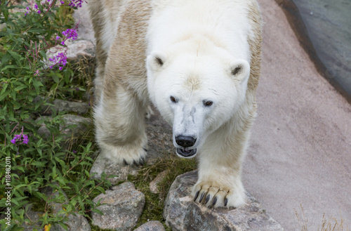 Female Polar Bear in Ranua Zoo in FInnish Lapland © katiekk2