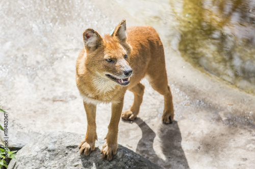 Dhole - Asian canine in Ranua Zoo, Lapland, Finland photo