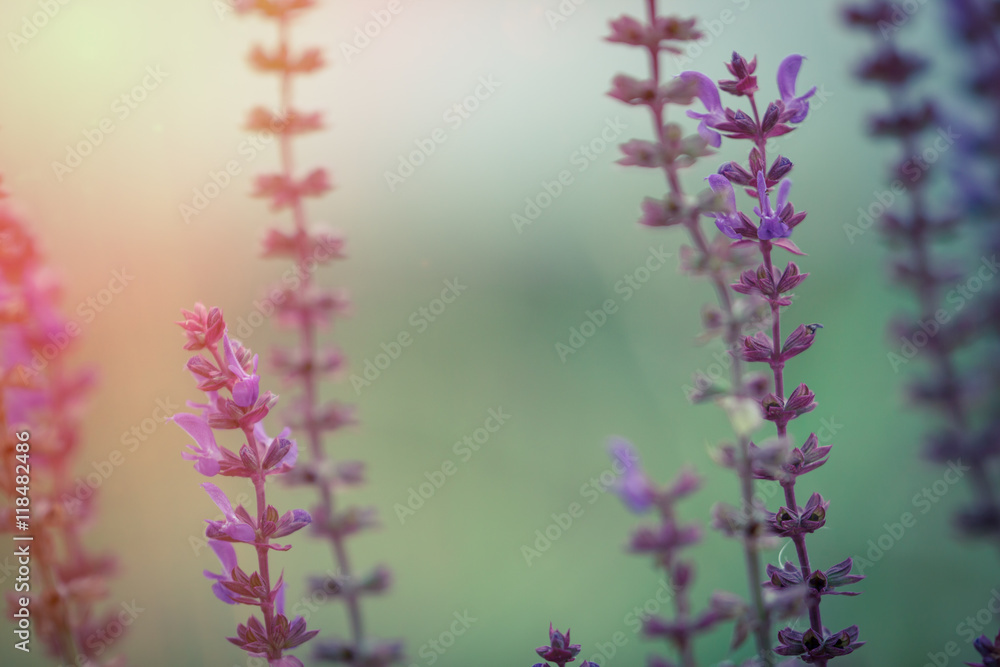 Obraz premium Salvia nemorosa macro bacground. Sun flare added.