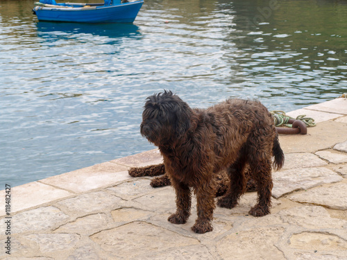 Portuguese water dog in the harbor of Lagos in the Algarve region in southern Portugal photo