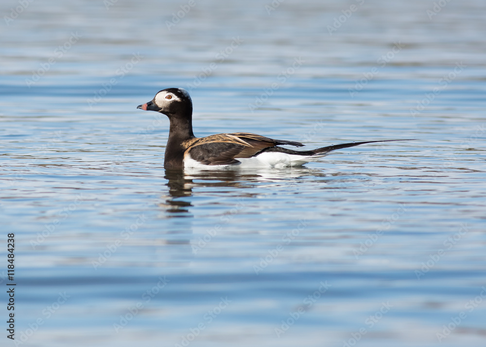 A single male Long-Tailed Duck (clangula hyemalis)