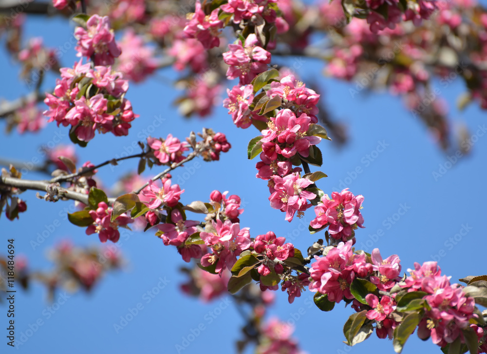 Flowers of an apple-tree of Nedzvetsky (Malus niedzwetzkyana Die Flowers of an apple-tree of Nedzvetsky (Malus niedzwetzkyana Die