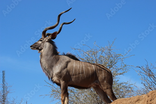 A proud, standing male greater Kudu in Kruger National Park looking ahead photo
