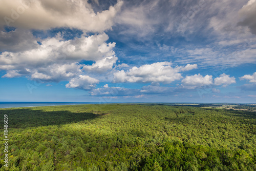 Top view of coniferous forest on the Baltic Sea coast, Poland