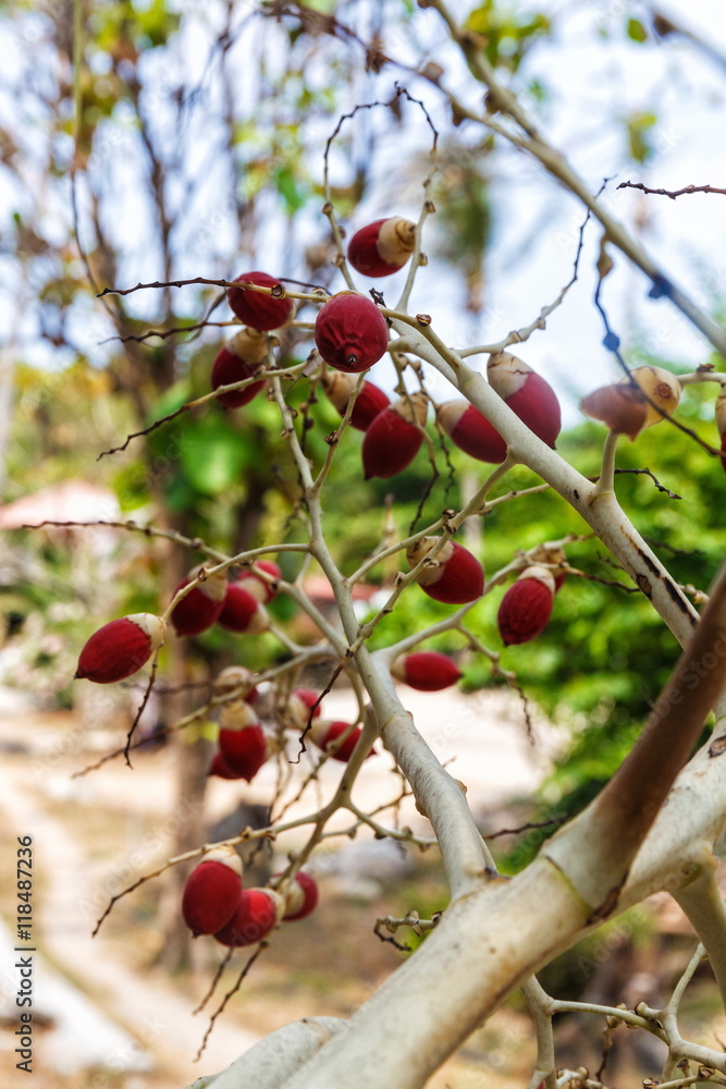 Beautiful tree in Thailand