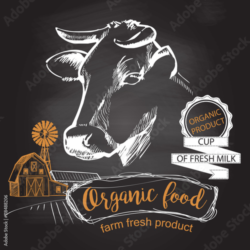 Cows head vector
