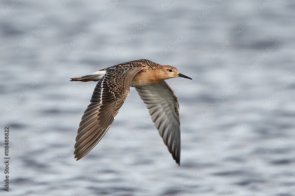 Ruff (Philomachus pugnax) Ruff (Philomachus pugnax)