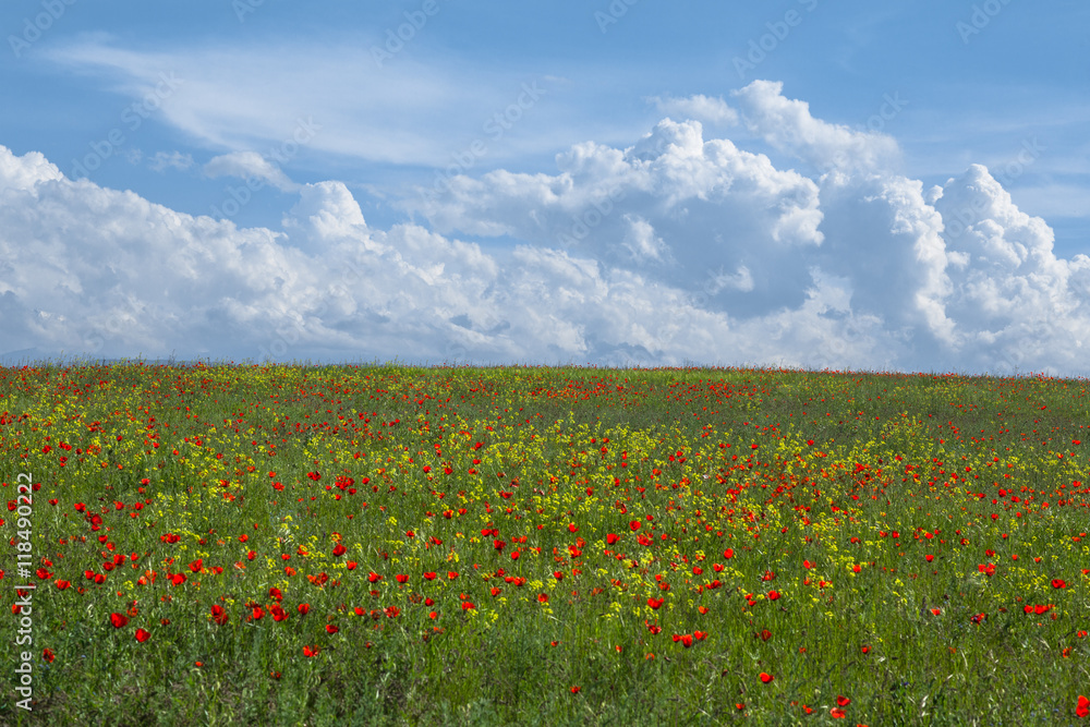 green field with poppies and sky with clouds for background