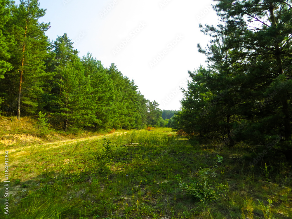 Fototapeta premium Coniferous forest
