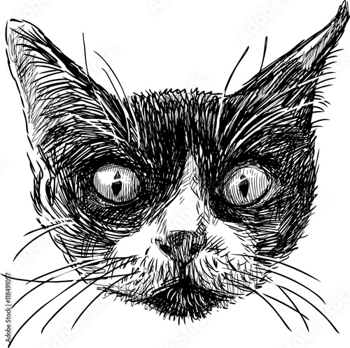 sketch of the cat head 