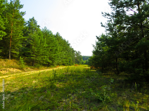 Coniferous forest