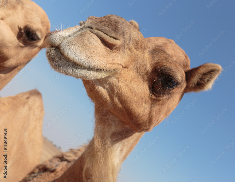 Obraz premium camels in the desert